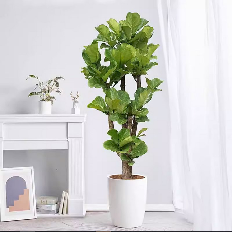 琴叶榕老桩客厅大型造型绿植大叶落地盆栽植物花卉吸甲醛四季常青