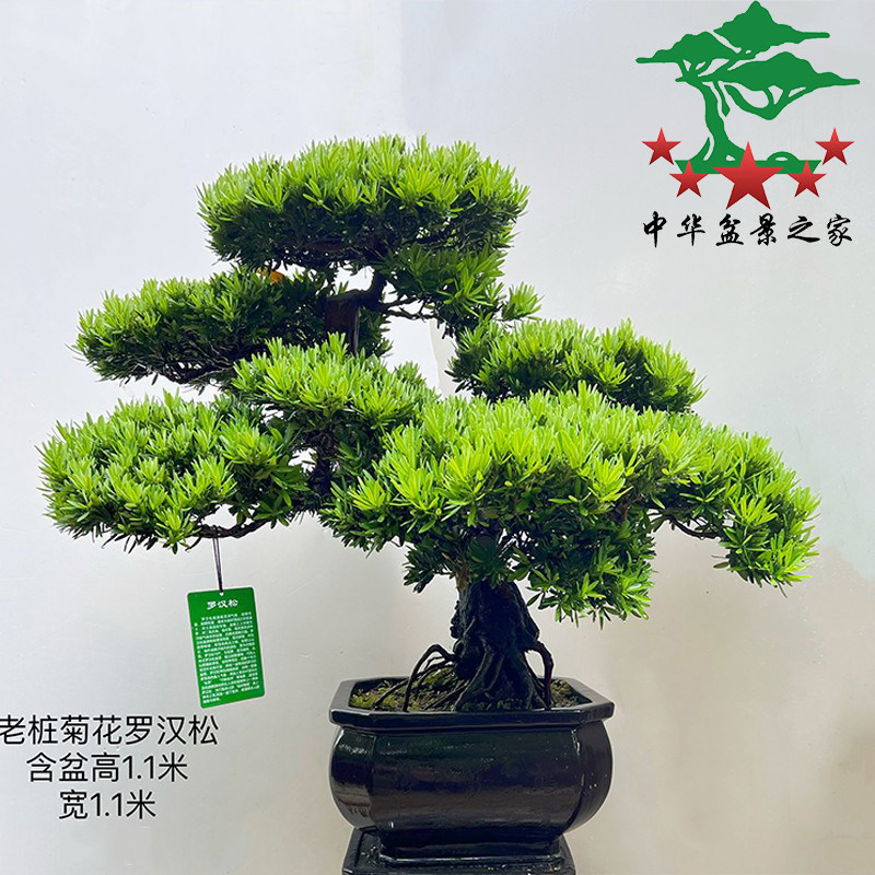 菊花罗汉松盆景迎客老桩真树造型办公室客厅阳台摆放高端绿植盆栽
