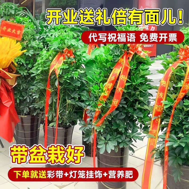 鸭脚木盆栽客厅绿植八方来财鸭掌木花卉室内大型七叶莲植物发财树
