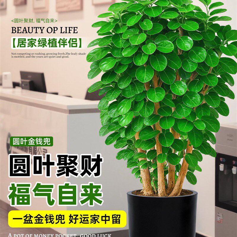金钱兜盆栽圆叶福禄桐钱多多老桩大型绿植物客厅办公金钱树好养活