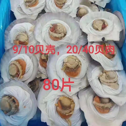 蒜蓉粉丝扇贝半壳扇贝9-10cm超大半壳海鲜烧烤食材半成品冷冻商用