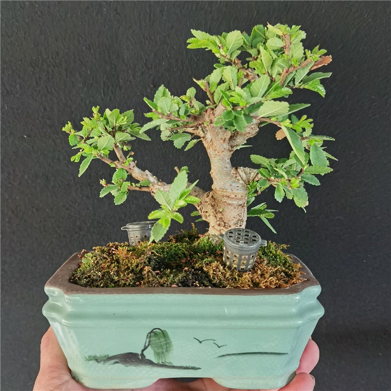 精品对节白蜡茶台小老桩盆景一物一拍微型掌中宝对接绿植盆栽