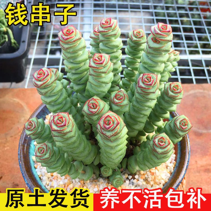 彩色钱串子盆栽多肉植物室内懒人好养花卉钱串子多头罕见肉肉老桩