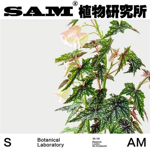 初云秋海棠/耐荫观花观叶植物/热植家居阳台花园/绿植盆栽/礼物