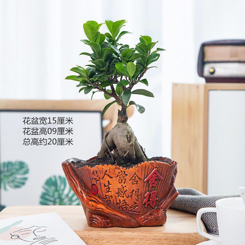 人参榕盆栽绿植提根老桩摇钱树发财树造型小叶榕树盆景植物金钱榕
