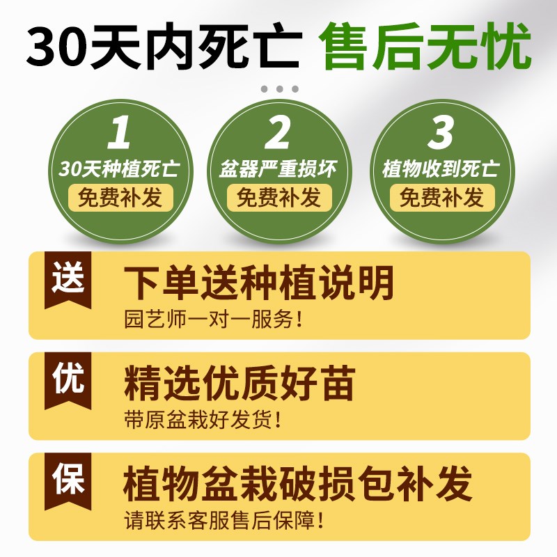 鸭脚木盆栽客厅绿植花卉室内大型八方来财鸭掌木七叶莲植物发财树