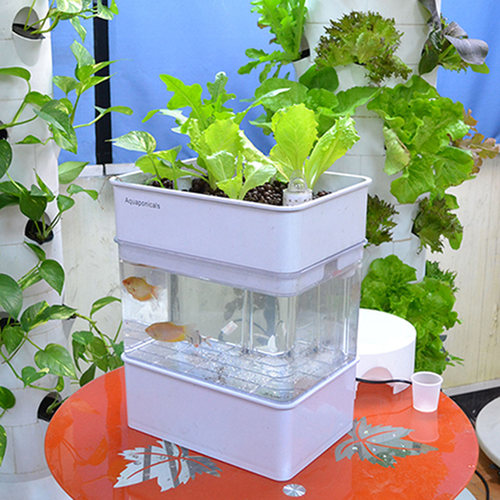 智能自循环生态鱼缸鱼菜共生系统阳台设备种植箱家庭用槽水培小型