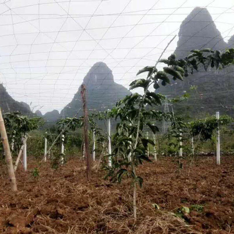 百香果搭棚网搭架专用爬藤网棚架子网攀爬网植物种植网沃柑网瓜果