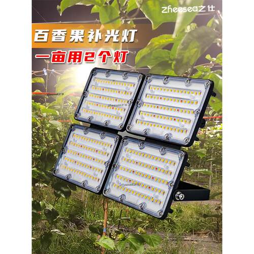百香果青枣补光全光谱Led植物生长光温室农场推出提前成熟和防雨