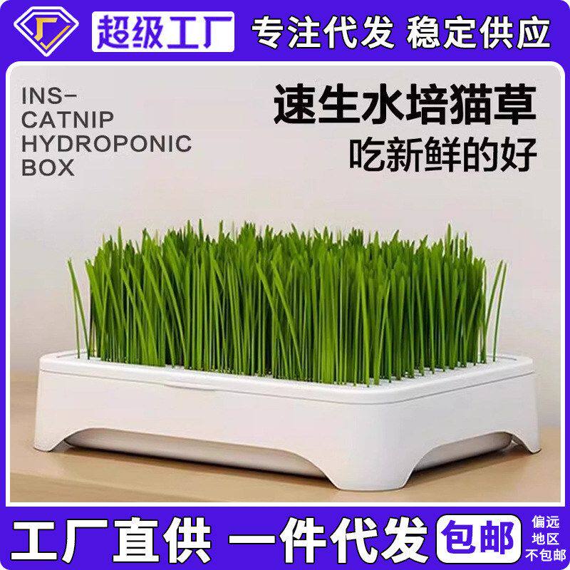 盆栽种植草水培猫去化无土盘化毛