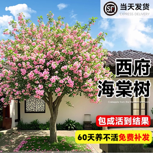 西府海棠树苗北方耐寒庭院地栽植物室外高杆垂丝海棠花盆栽风景树