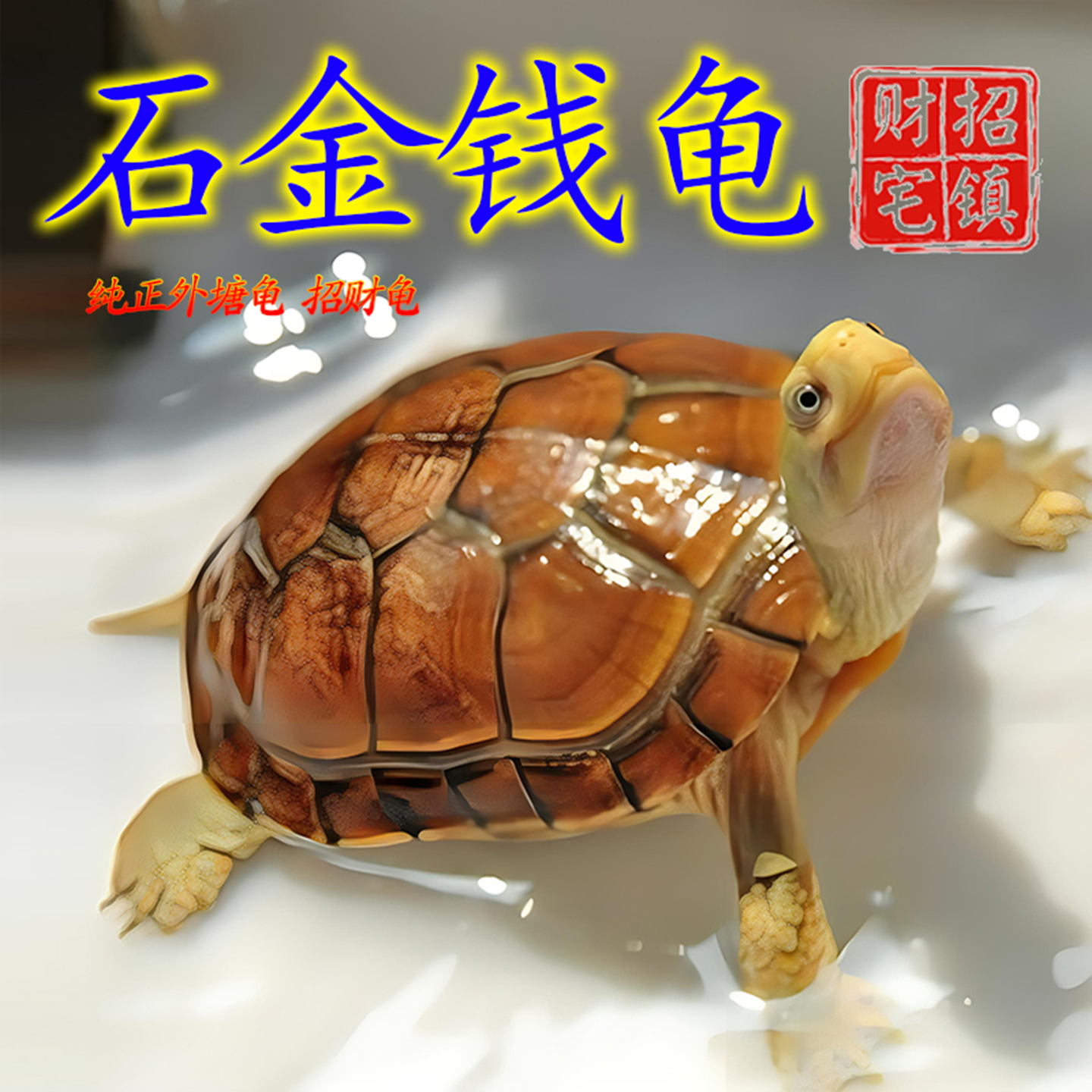 纯正石金钱龟招财宠物小乌龟活物小青龟苗黄金龟苗海南三线观赏龟