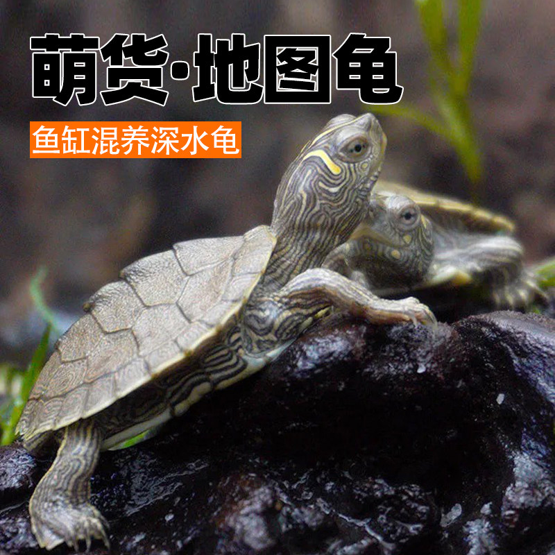 深水龟密西西比地图苗黑瘤小乌龟活物观赏宠物龟鱼缸混养吃鱼粪龟