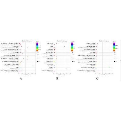 lncRNA/circRNA分析服务 靶基因预测与ceRNA网络构建