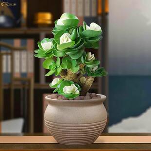 绿植桌面绿化客厅卧室办公室观赏 金钱木老桩盆栽多肉植物室内四季