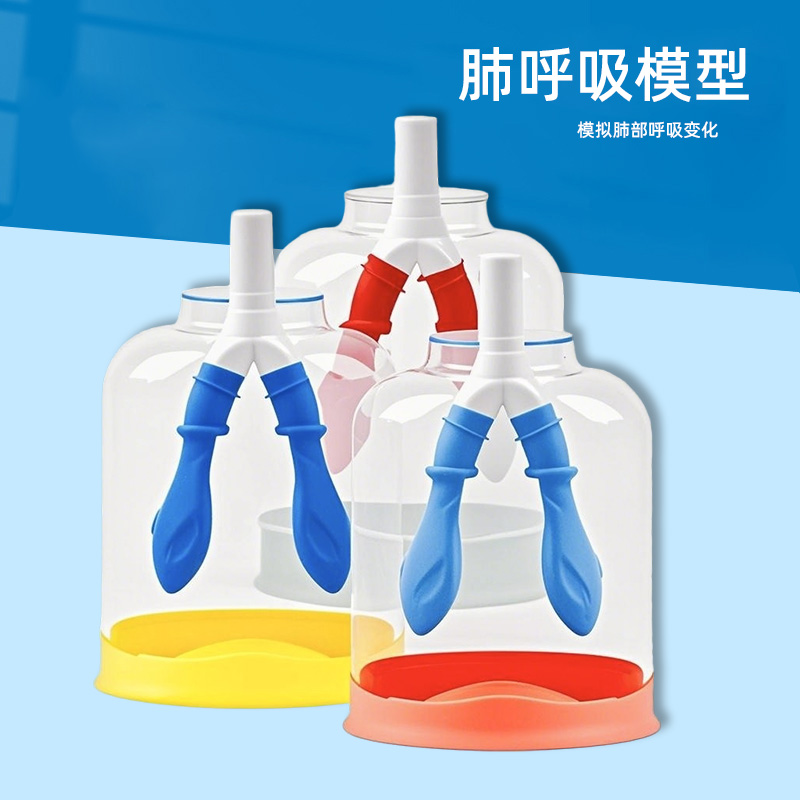 肺呼吸模型膈肌运动模拟演示器肺部工作原理演示生物教学用教具