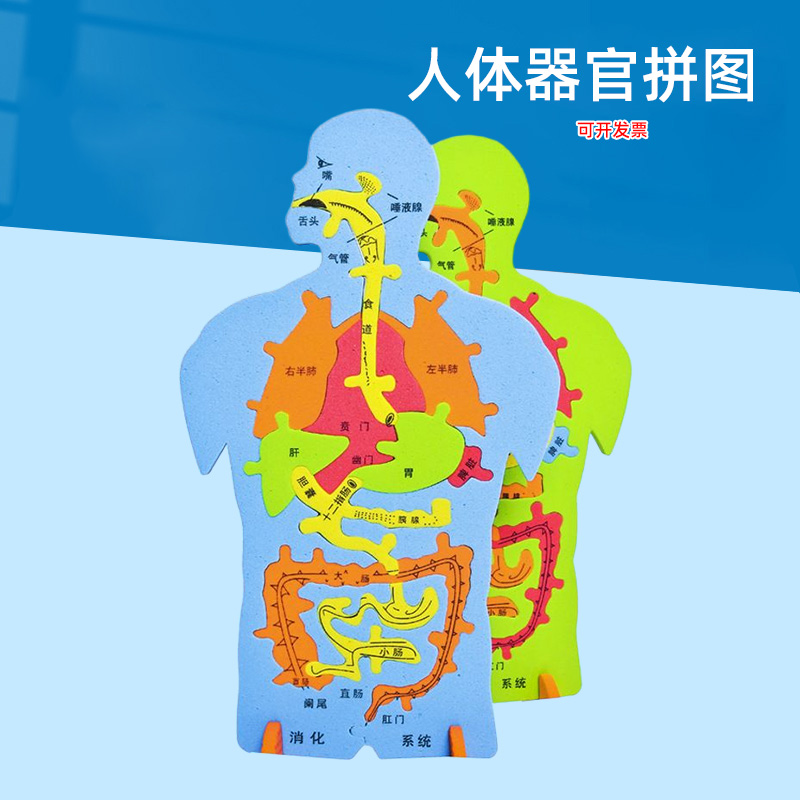 EVA科技小制作内脏拼图模型科学实验认知大号人体器官DIY消化系统