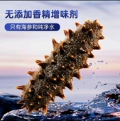 文颖推荐 国标海参10头