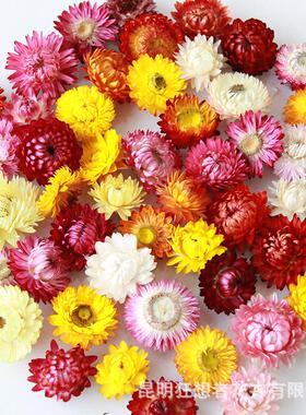 狂想者源头工厂雏菊麦秆菊干花头白色手工花材料干花材料包