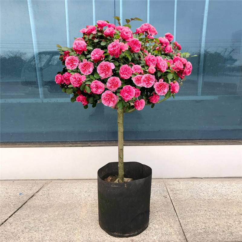 棒棒糖树桩月季花苗特大花朵艾莎月季庭院四季开玫瑰带花树状月季