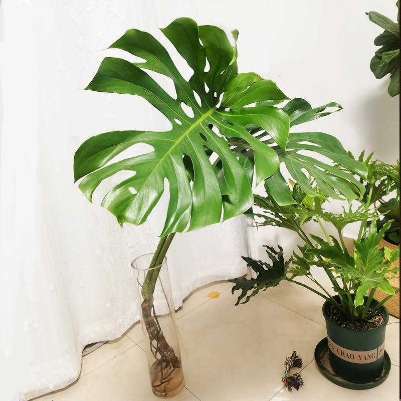 水培龟背竹老桩大型绿植盆栽室内客厅办公室植物花卉观叶好养活