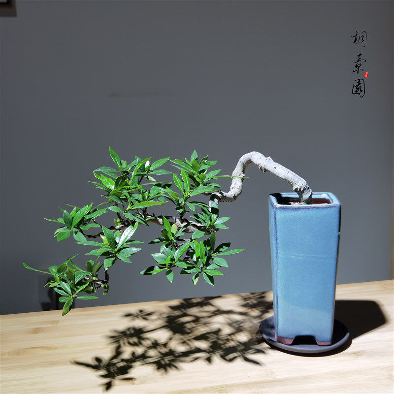 新中式悬崖小叶栀子花盆景夏季开花绿植毕业礼物室内好养盆栽绿植
