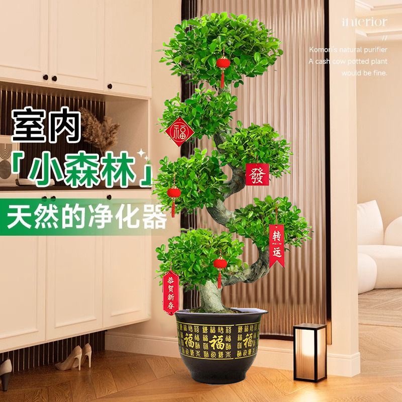 金钱榕S造型榕树老桩盆景客厅招财绿植室内大型盆栽摇钱树好养活