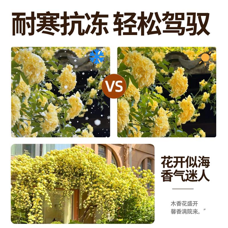 母本黄木香花大苗四季种植爬藤植物庭院阳台绿植浓香型藤本易爆花