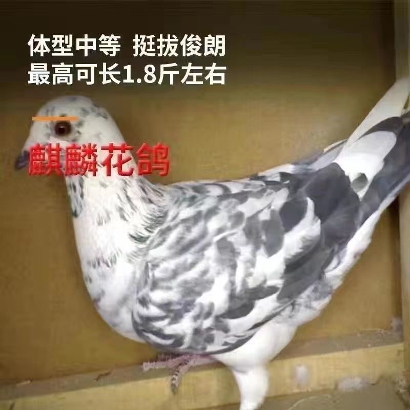 元宝鸽纯种鸽子正宗活物一对特大型元宝鸽观赏鸽肉鸽信鸽活体鸽子