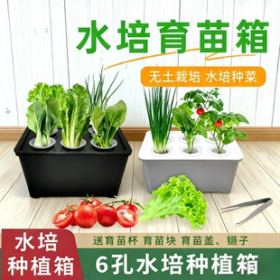 水培种植箱家庭种蔬菜种植多样化阳光水培器皿室内无公害水培种植