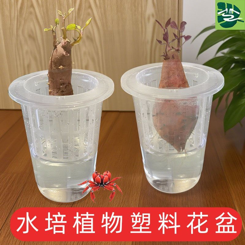 土豆多肉红薯定植篮种植瓶子蔬菜