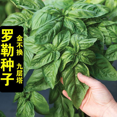 食用九层塔籽甜罗勒柠檬种
