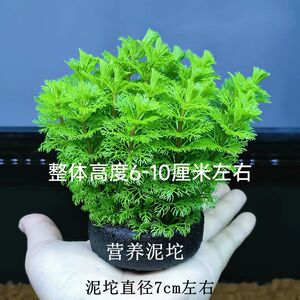 宝塔绿菊坨草增氧懒人球形水草鱼缸造景无需底砂净化水质好养耐活
