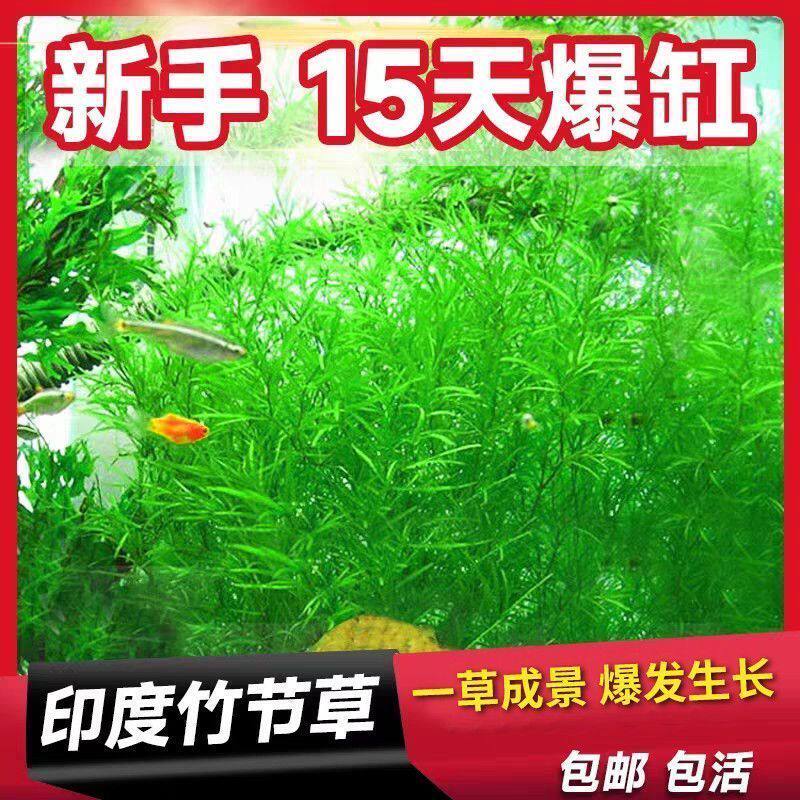 水草印度小竹节草新手好养耐活懒人阴性水草鱼缸装饰造景净化水质
