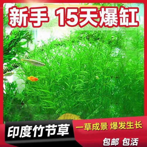水草印度小竹节草新手好养耐活懒人阴性水草鱼缸装饰造景净化水质
