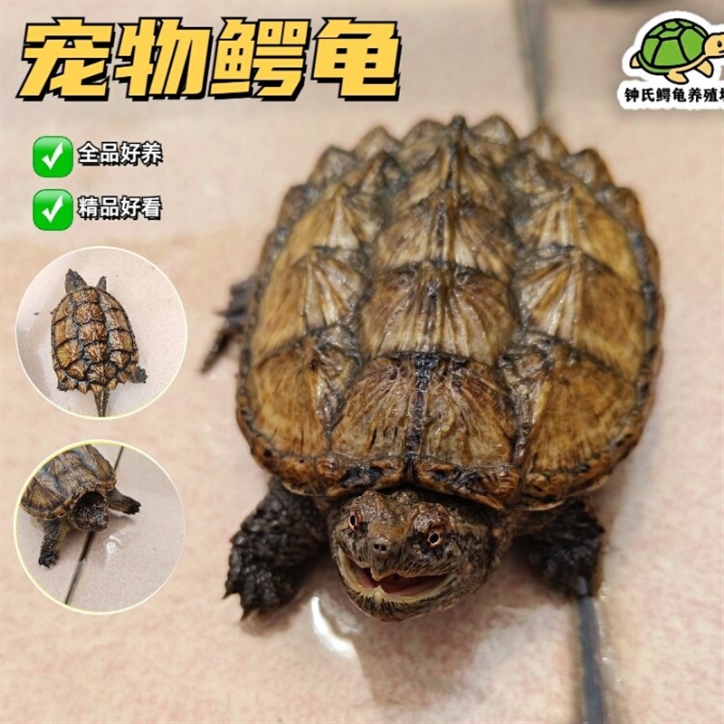 【顺丰】杂佛小鳄龟 北美苗爆刺宠物龟观赏龟外塘凶猛小乌龟活物