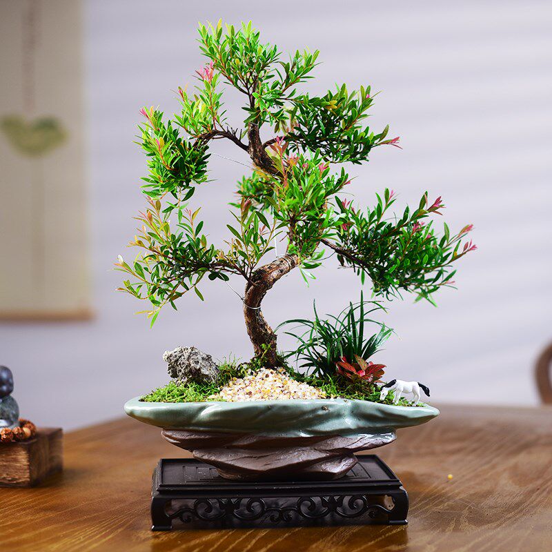 造型小叶赤楠盆景金丝楠老桩盆栽办公茶室花卉桌面四季绿植送礼