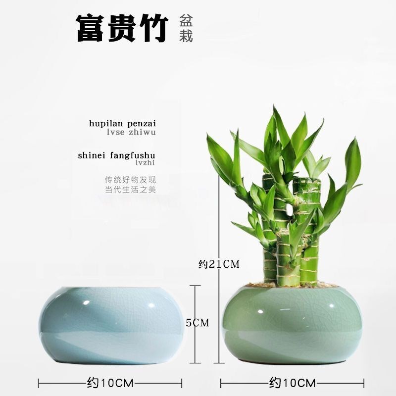 富贵竹植物迷你盆栽花托室内办公室好养文昌竹绿植四季节节高花卉