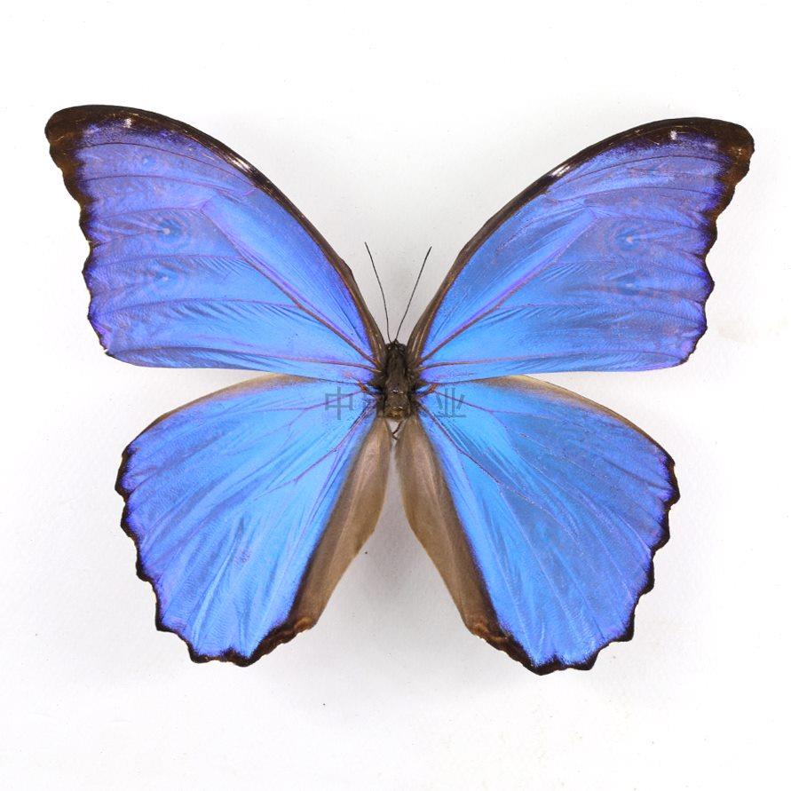 大蓝闪蝶雄性Morpho didius欢乐女神闪蝶A1原蝶展翅 动物标本节日