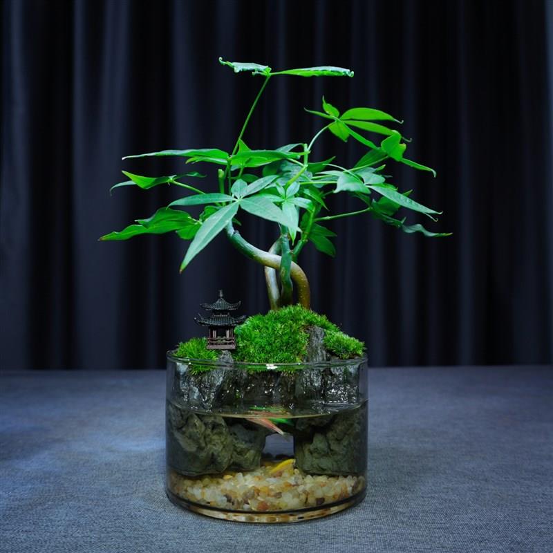 苔藓微景观发财树小盆栽绿植办公室内桌面招财摆件植物盆景送礼物