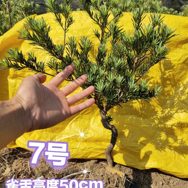 罗汉松一物一拍,选图发货,树桩造型树苗金钻米叶雀舌红芽绿植