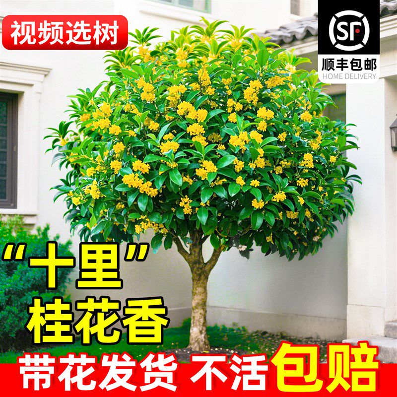 桂花树苗大树四季桂老桩庭院金桂八月桂室外种植别墅地栽花卉绿植