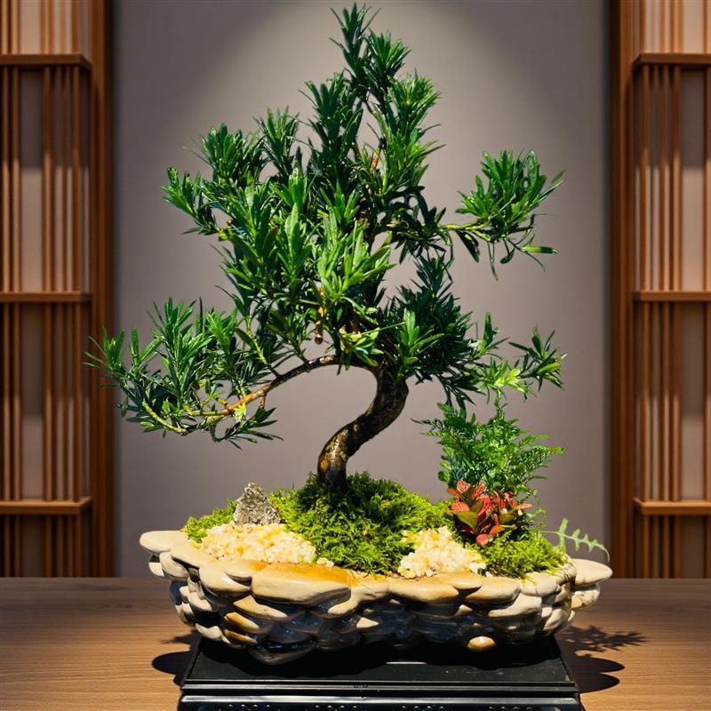 罗汉松老庄盆栽室内家居好养绿植玄关办公室桌面摆件高端中式盆景
