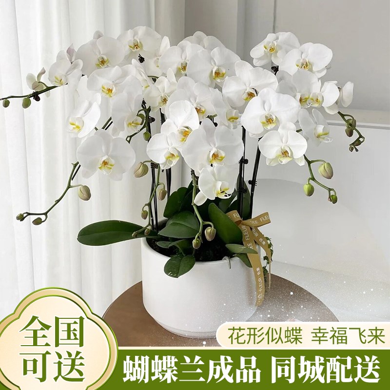 春节新年蝴蝶兰盆栽真鲜花速递同城北京上海乔迁开业年宵花卉配送