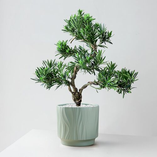 造型罗汉松盆景室内盆栽植物好养花卉办公室客厅旺宅玄关绿植桌面