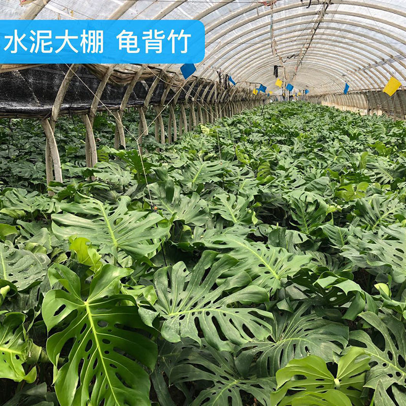 龟背竹水培盆栽5年老桩室内好养大型绿植吸甲醛四季常青水养植物