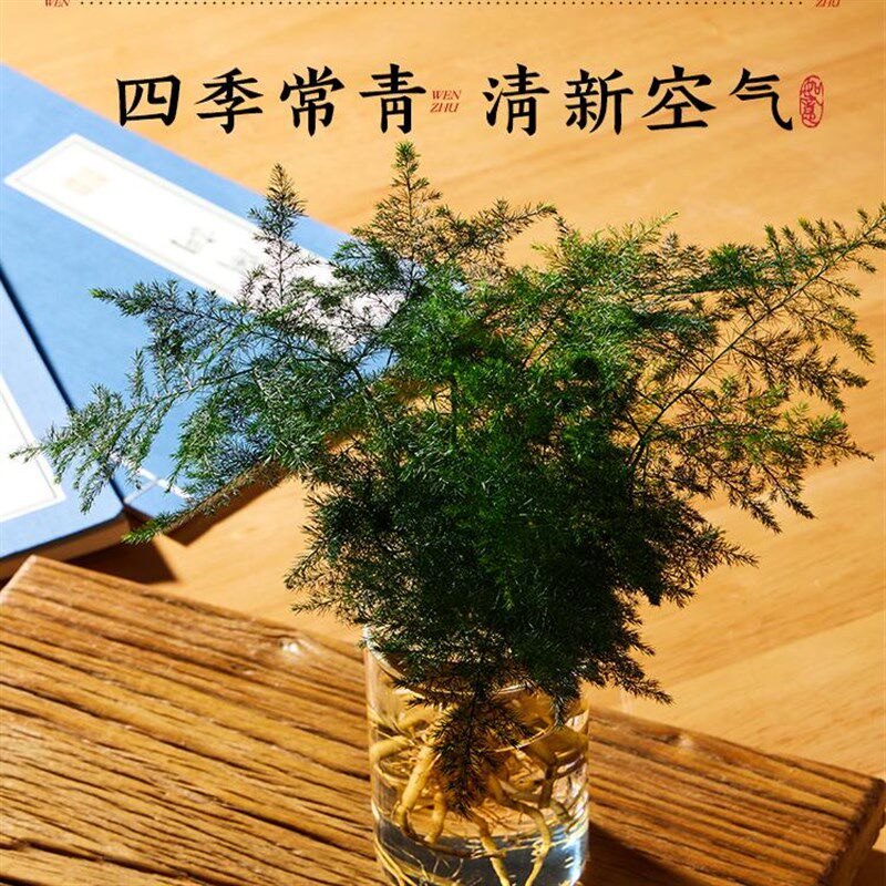文竹水培植物绿植办公室内桌面水养绿萝花卉客厅盆栽四季水生好养