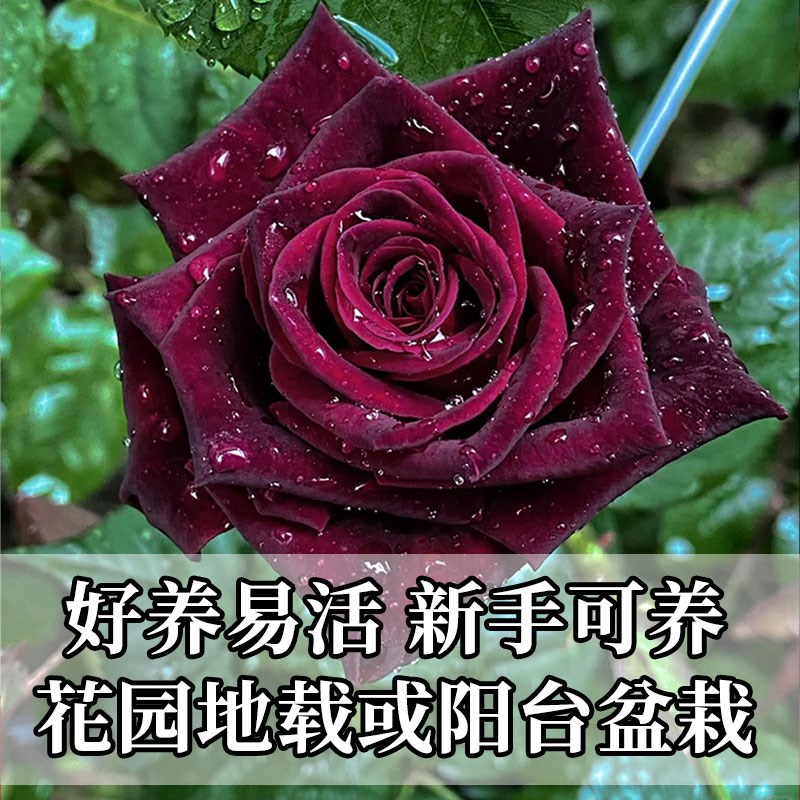 黑巴克玫瑰花苗月季花苗四季开花带花苞盆栽老桩树苗玫瑰花种花卉