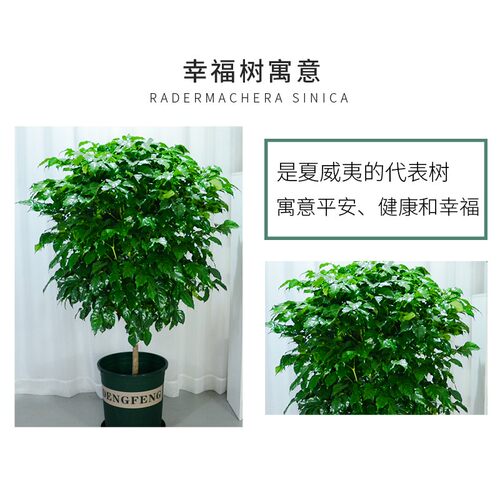 绿宝幸福树盆栽植物室内客厅平安树发财树大型盆景花卉绿植