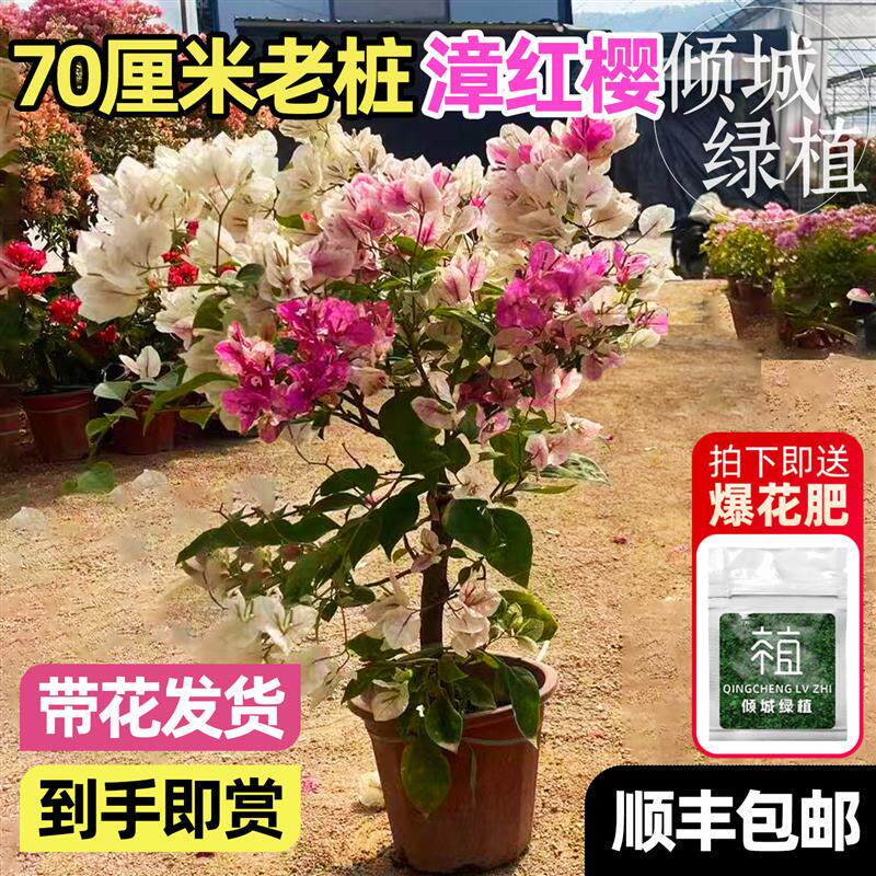 漳红樱三角梅盆栽重瓣绿樱带花苞发货老桩开花卉耐寒耐冻室外